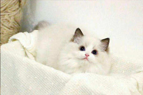 如何让猫咪的毛长得更好更亮更光滑?