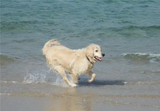 金毛恨主人的十种表现 金毛恨主人的十种表现