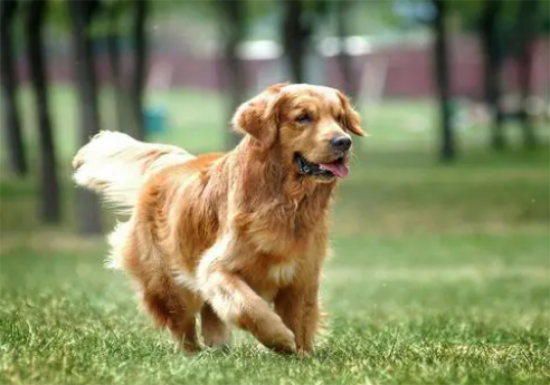 金毛几个月开始漂亮 金毛几个月开始漂亮