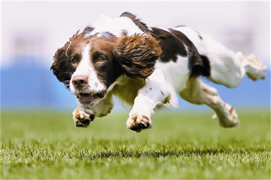 史宾格犬应该如何对其训练?