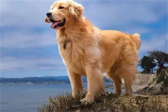 养金毛的十大好处 养金毛的十大好处