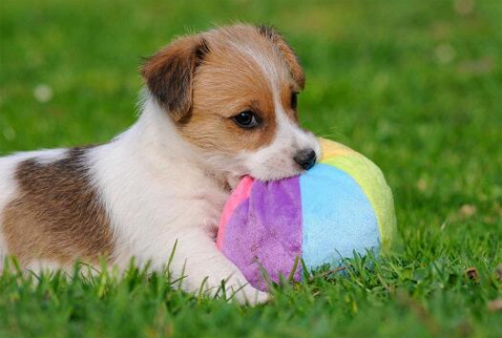 什么是猫狗甲状腺亢进