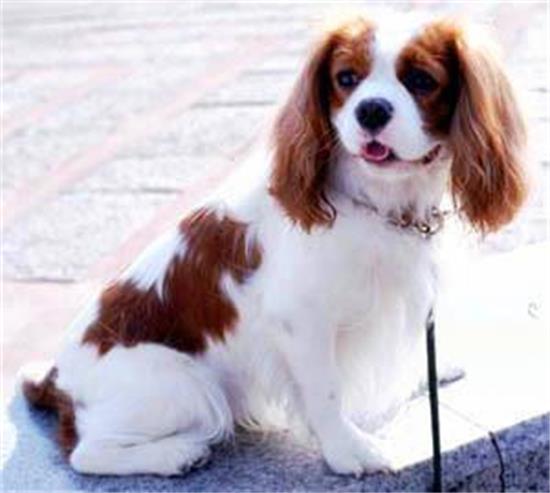 如何预防和去除狗狗身上的跳蚤