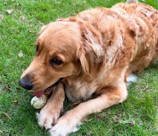 金毛感染真菌皮肤病不治疗会怎么样?