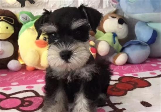 怎样训练雪纳瑞?