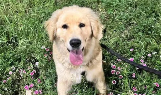 怎样教金毛幼犬上厕所?