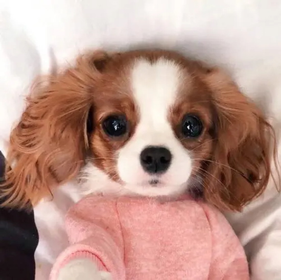 狗狗假孕该怎么处理?