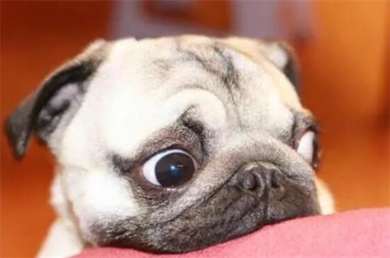 狗结膜溃疡和角膜溃疡怎么区分