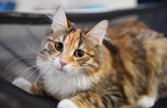 猫死后身体柔软是不是没死