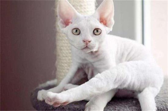 被家猫咬了出血有事吗 伤轻微出血