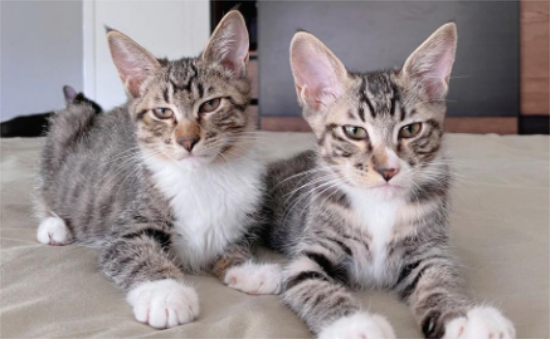 哪些情况下不要给猫咪剃毛