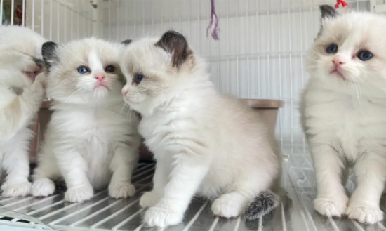 Сèһһ Եԭ㶼֪Щ