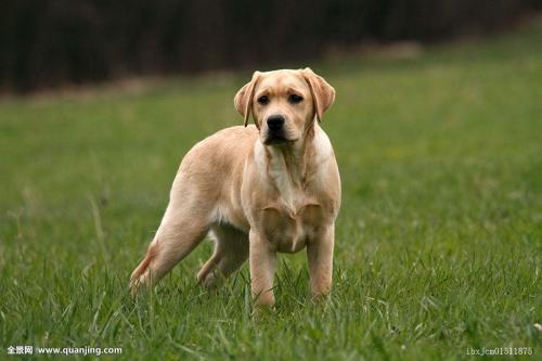 给狗狗剃毛的坏处