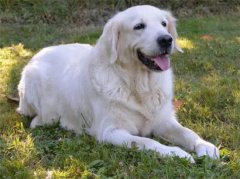 Ӻ泤˺ܶӲʲôԭ򰡣