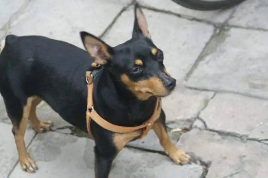 如何训练狗狗不乱吃东西,狗狗拒食训练