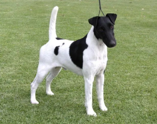 刚出生狗仔没呼吸还有救吗