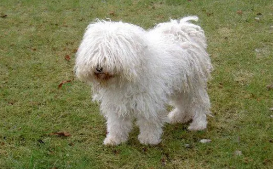 狗绝育后多久能吃东西?