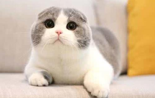 猫咪10天洗一次澡频繁吗