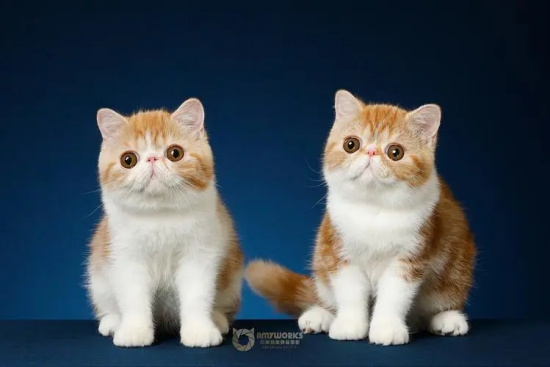 猫咪剪到血线之后解决措施