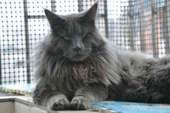 世界上最大的猫