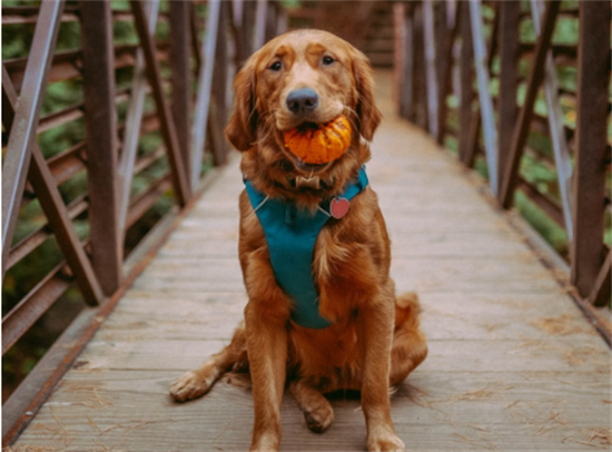 怎么样养金毛最好 怎么样养金毛最好