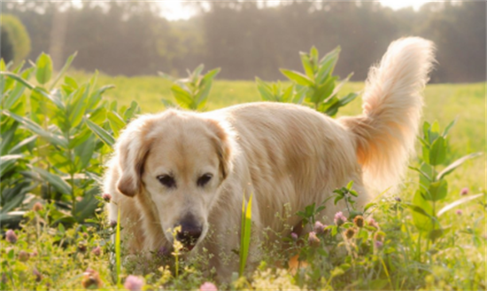 夏天怎么照顾金毛狗狗 夏天怎么照顾金毛狗狗