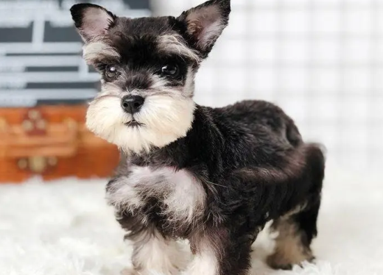 狗狗有点呕吐,鼻子干,没食欲,消瘦