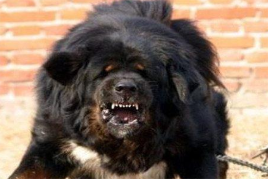 藏獒犬长什么样子