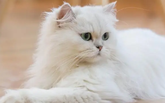 波斯猫呕吐怎么办 这些原因你找到了吗?