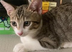 ��ʲô��è��ë�� ��è��ë��Ҫ������Щ