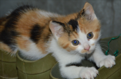 ��è�ر�ҩƷ�嵥 ��ЩҩƷ�㶼׼��������