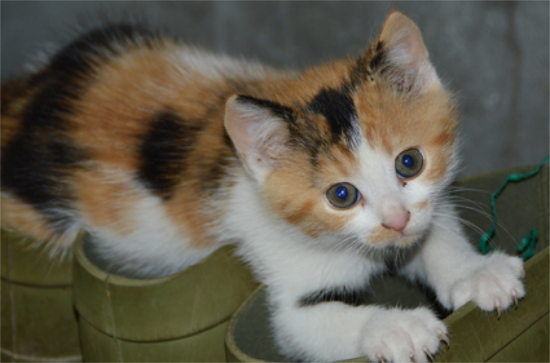 养猫必备药品清单 这些药品你都准备好了吗?