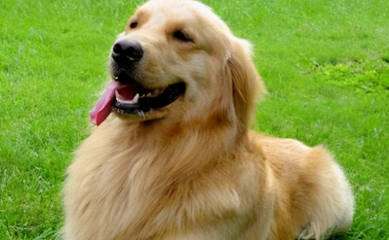 金毛寻回犬掉毛程度 什么时候掉毛最多