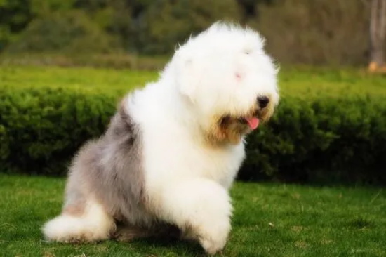 饲养古代牧羊犬的五个注意事项