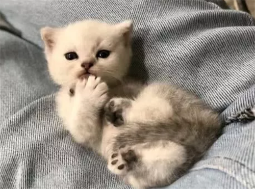 猫咪吃了一块薯片没事吧