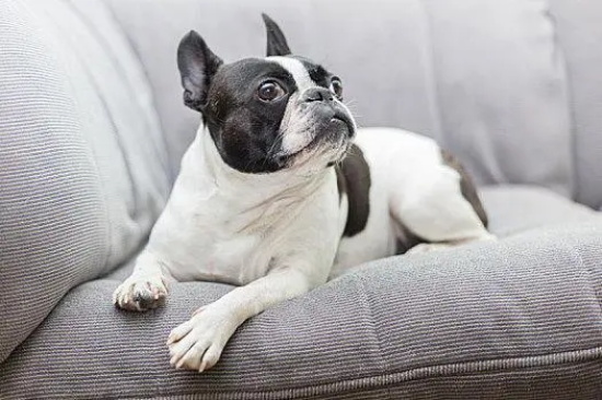 新买来的犬不能立即打疫苗!