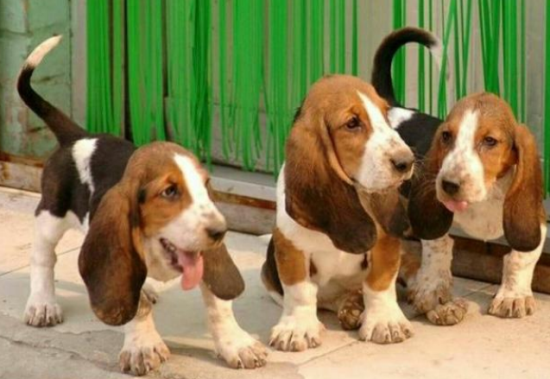 暇步士狗狗的品种是什么?