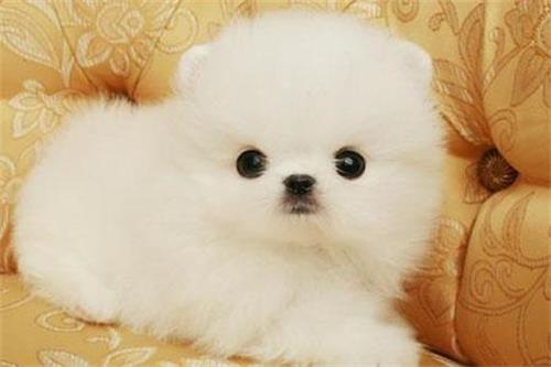 注意狗狗的家庭饮食