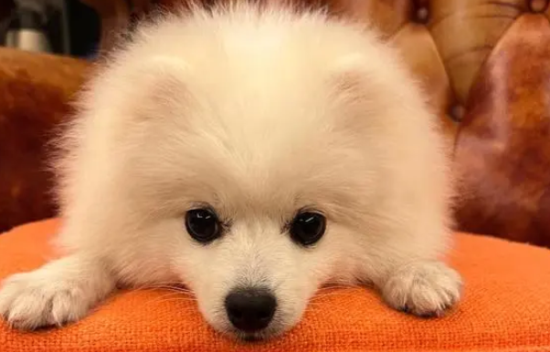 怎么样让狗狗的毛发柔顺