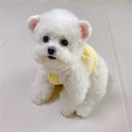 狗狗长双排牙怎么解决