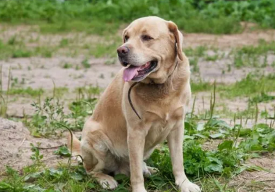 怎么训练拉布拉多幼犬定点大小便?