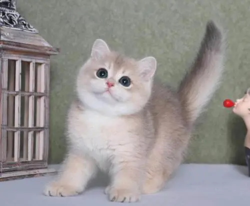 春季猫咪掉毛怎么办?