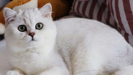 银渐层是什么品种 银渐层的性格怎么样?