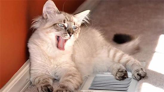 母猫发的情的特征 母猫发情会有哪些表现?