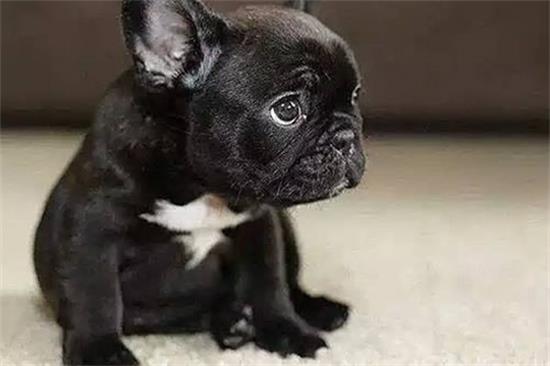 法斗犬怎么训练大小便?