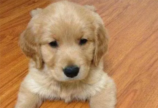 新手养金毛要注意什么 新手养金毛要注意什么