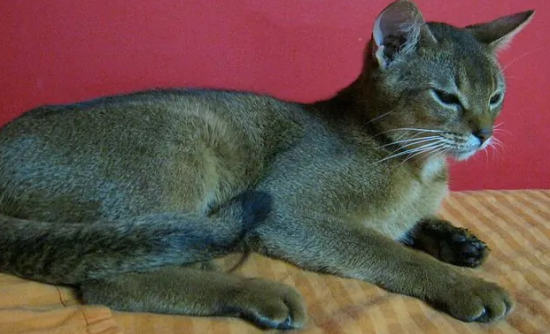 猫咪干呕但是精神很好 这是怎么了?