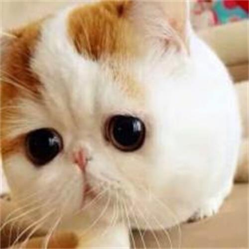 夏季如何给猫咪快速除蚤?