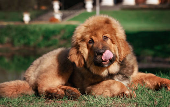 大型狗品种有哪些?