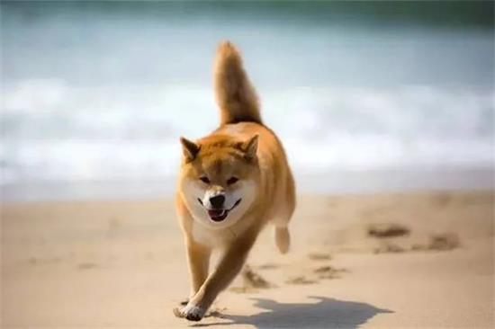 柴犬幼犬怎么训练?柴犬幼犬训练